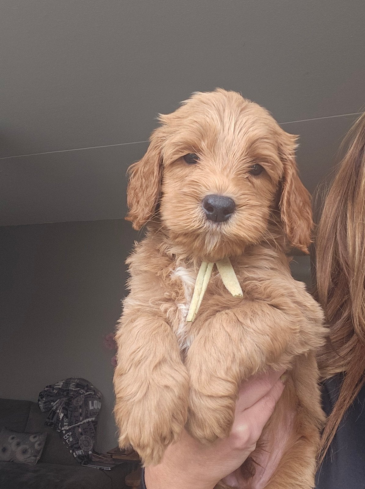 Australian Labradoodle pup met Wala stamboom, Overige rassen, 8 tot 15 weken, Meerdere, Meerdere dieren
