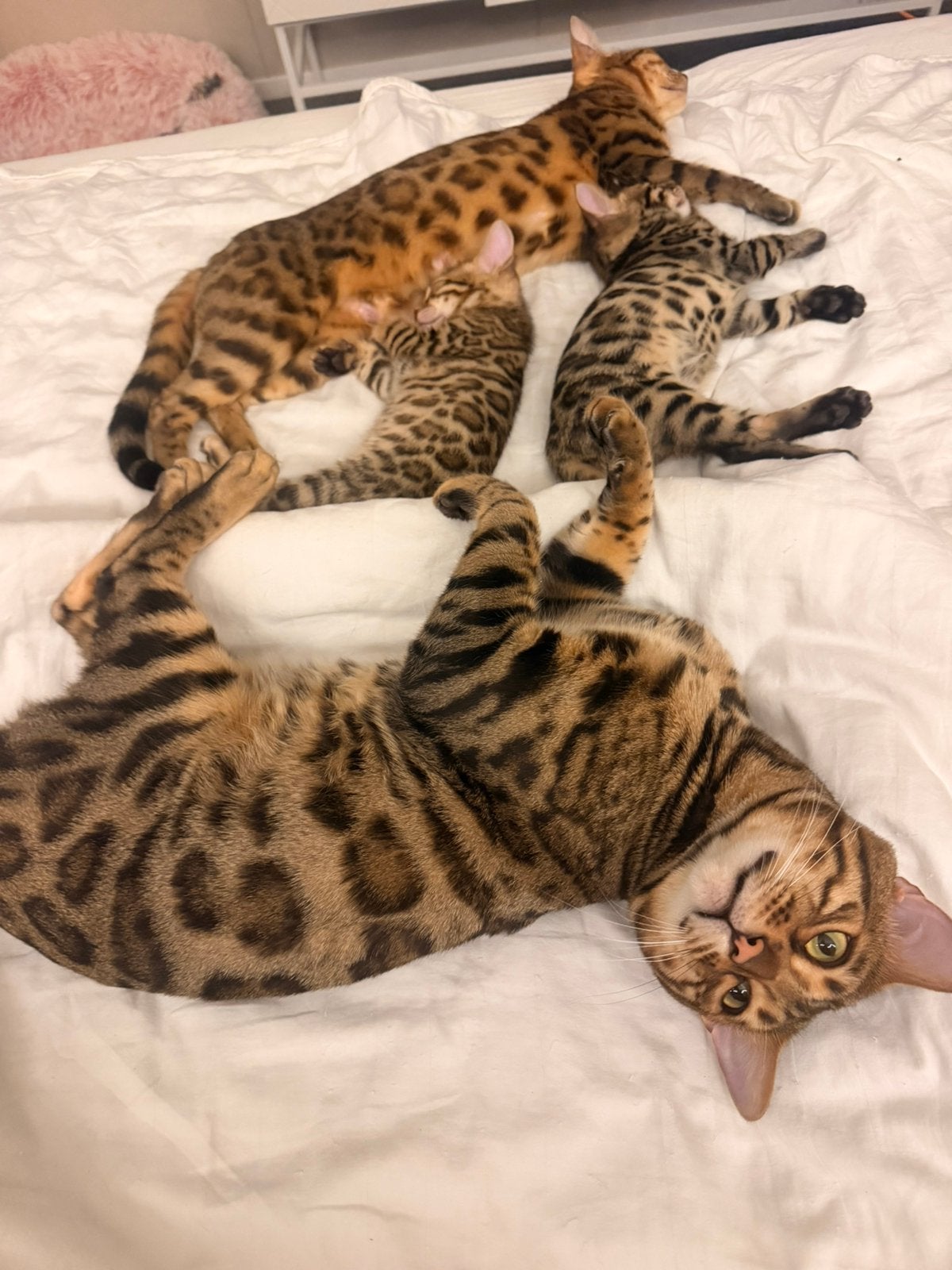 Twee schattige Bengaalse kittens zoeken een liefdevol thuis, Meerdere dieren