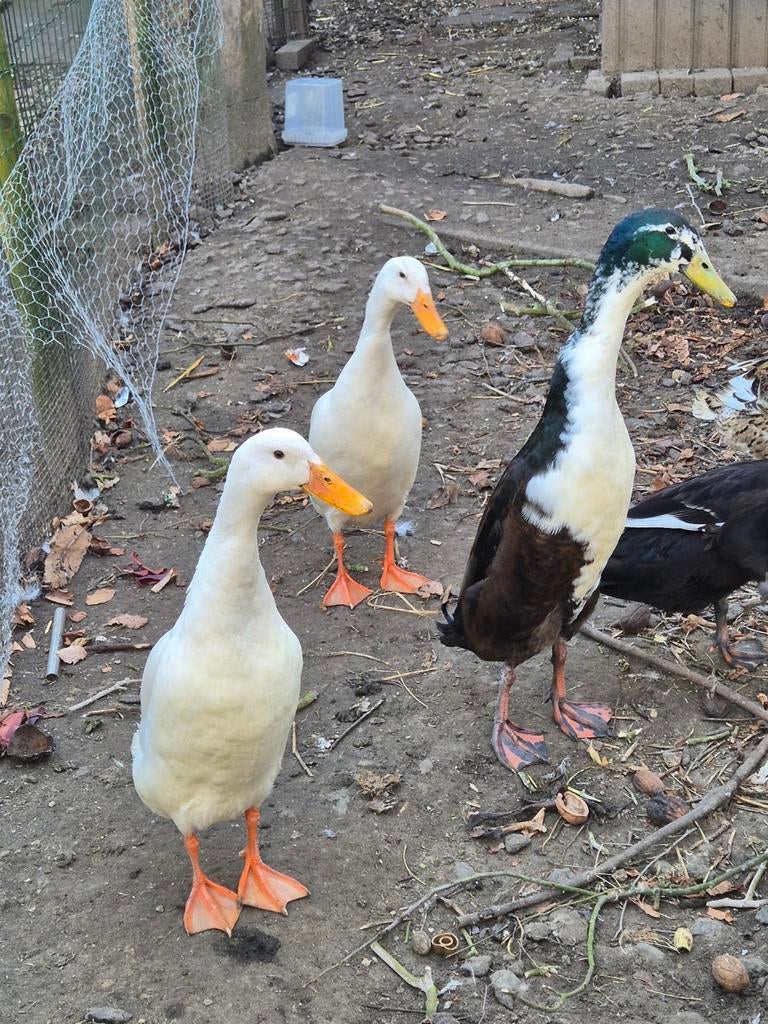 Broedeieren van onze eendjes, Dieren en Toebehoren, Pluimvee, Geslacht onbekend, Eend