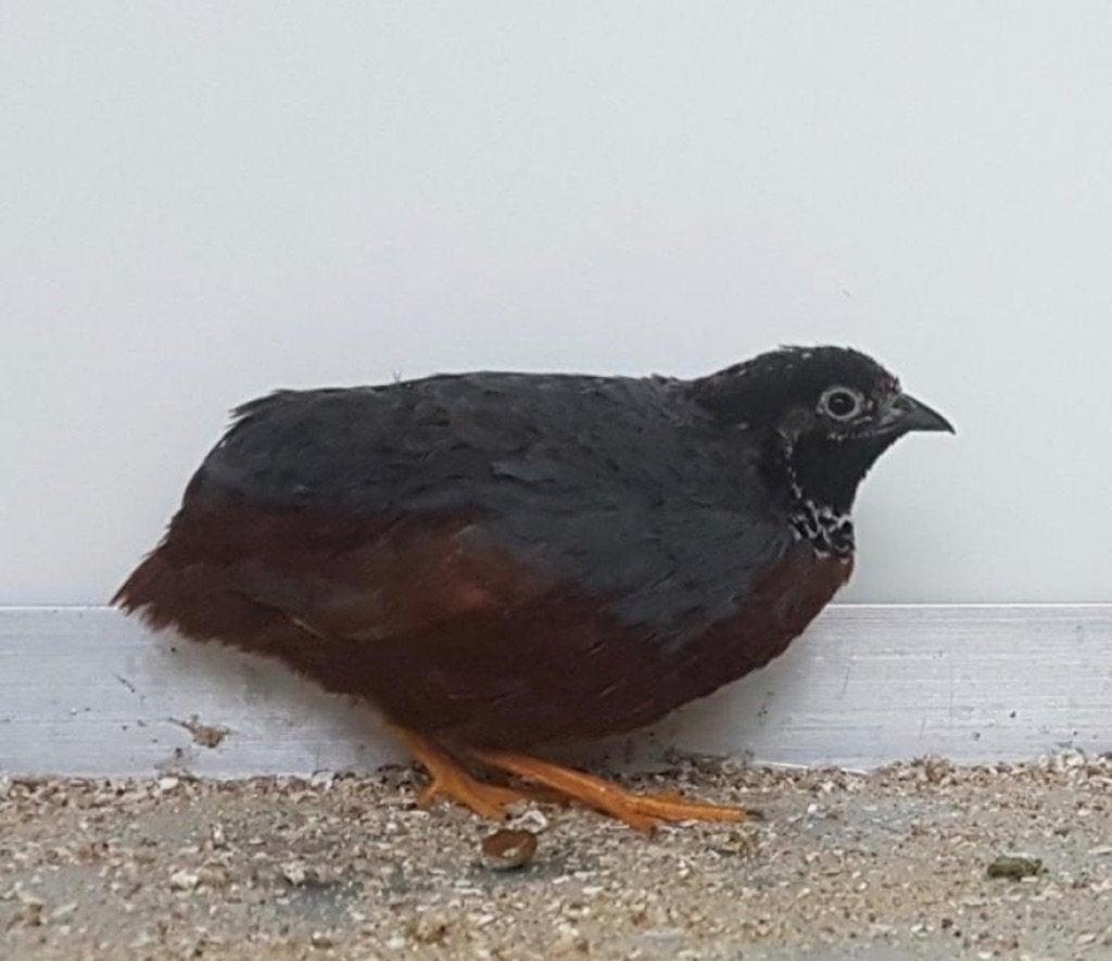 Chinese kwartel, Meerdere dieren, Overige soorten