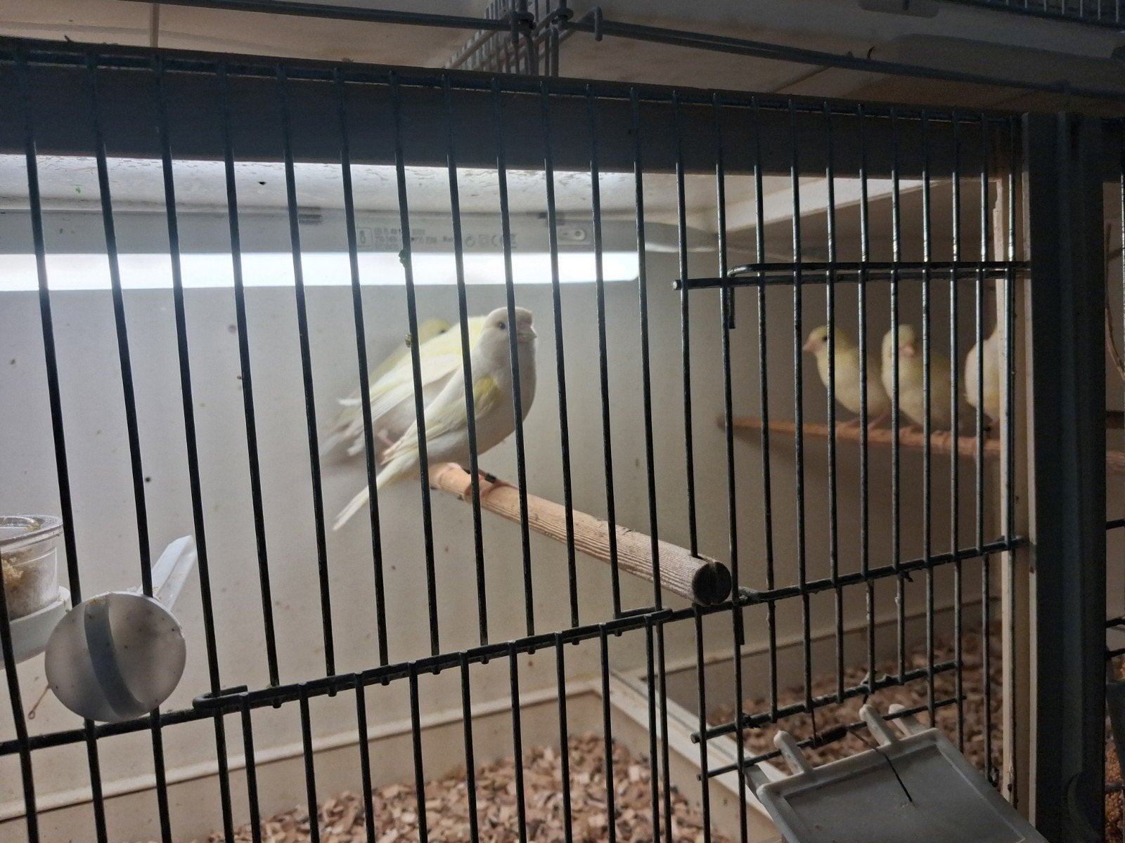 Te koop 4 gele mozaïek kanaries  helaas  niet geringd, Dieren en Toebehoren, Vogels | Kanaries, Meerdere dieren, Kleurkanarie