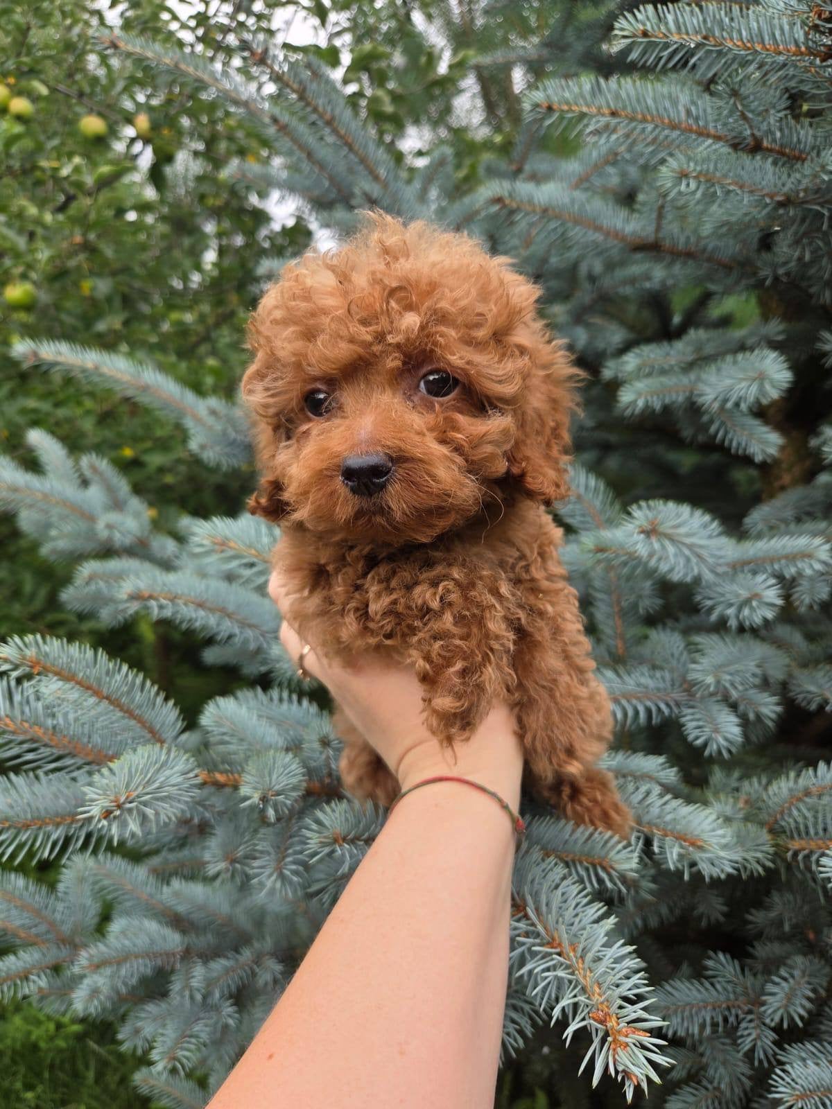 Toy Poodel | Toy Poodle, Poedel, Reu, 8 tot 15 weken, Parvo
