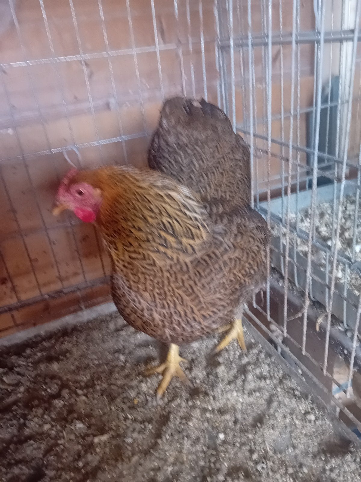 Wyandotte, Dieren en Toebehoren, Vrouwelijk, Kip