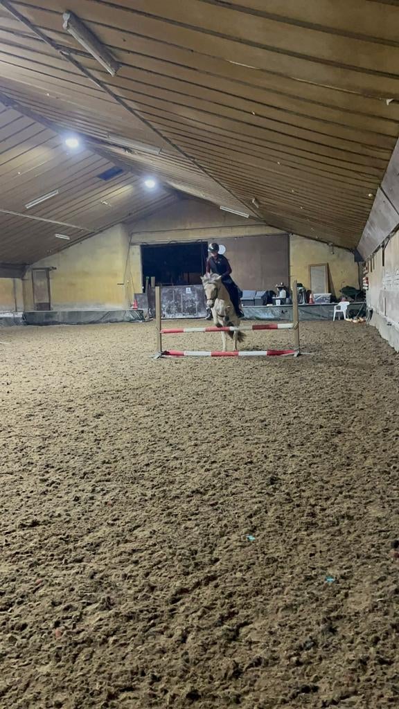 fjordenmerrie betuigd en gereden, Dieren en Toebehoren, 3 tot 6 jaar, Meerdere dieren, Recreatiepony, D pony (1.37m tot 1.48m)