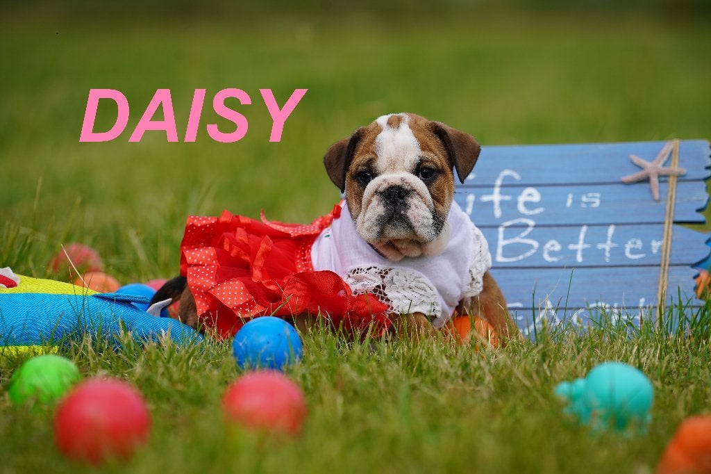 Prachtige en gezonde Engelse Bulldog puppy’, 8 tot 15 weken, Buitenland, Parvo, Bulldog