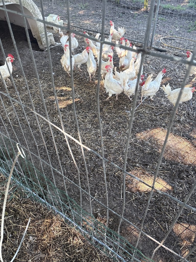 Witte leghorn hennen, Dieren en Toebehoren, Pluimvee, Vrouwelijk, Kip