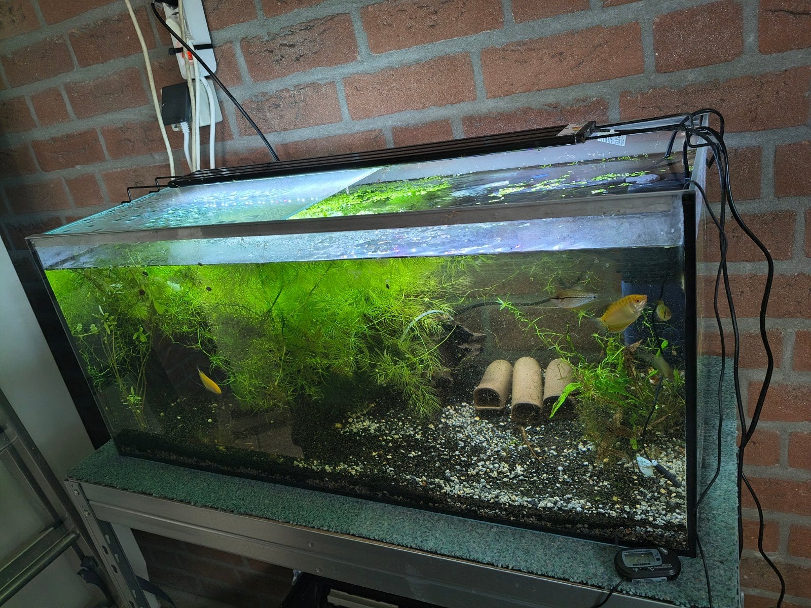 gevulde 100 liter aquarium, Ophalen, Zo goed als nieuw, Gevuld zoetwateraquarium