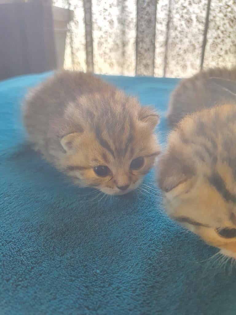 5 lieve Britse korthaar kittens, Dieren en Toebehoren, Katten en Kittens | Raskatten | Korthaar, Meerdere dieren, Gechipt, 0 tot 2 jaar