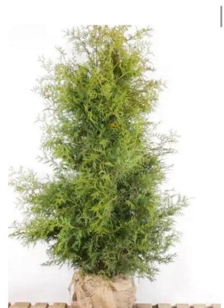 Thuja smaragd, Tuin en Terras, Ophalen of Verzenden, Conifeer, Minder dan 100 cm