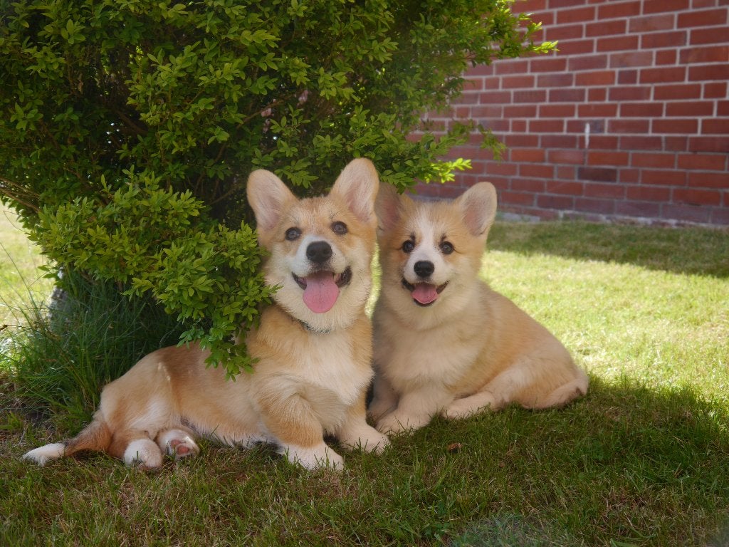 Süße Welsh Corgi Pembroke Welpen, Parvo, Fokker | Hobbymatig, Overige rassen, 8 tot 15 weken