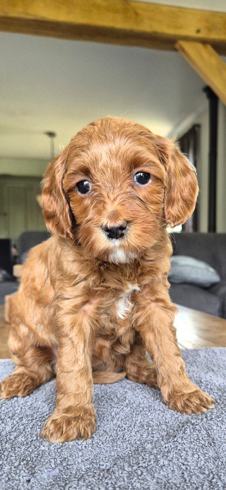 Australian Labradoodle Medium puppy's  🐶🤎, Parvo, 8 tot 15 weken, Meerdere, Meerdere dieren
