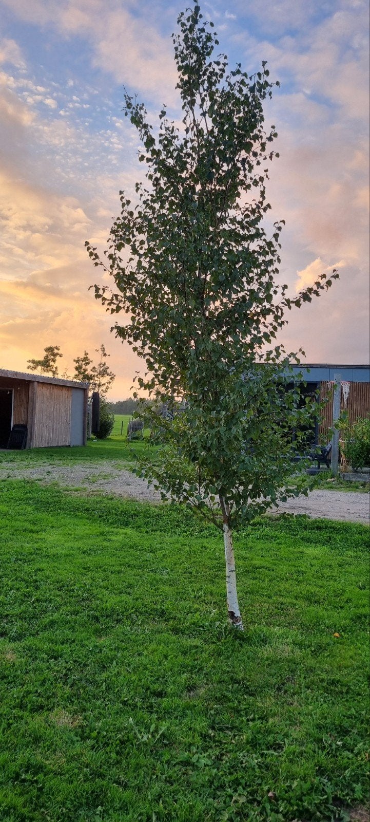 Berkenbomen - Jonge, sterke bomen (4-5 meter hoog), Tuin en Terras, Ophalen of Verzenden, Volle zon, Overige soorten