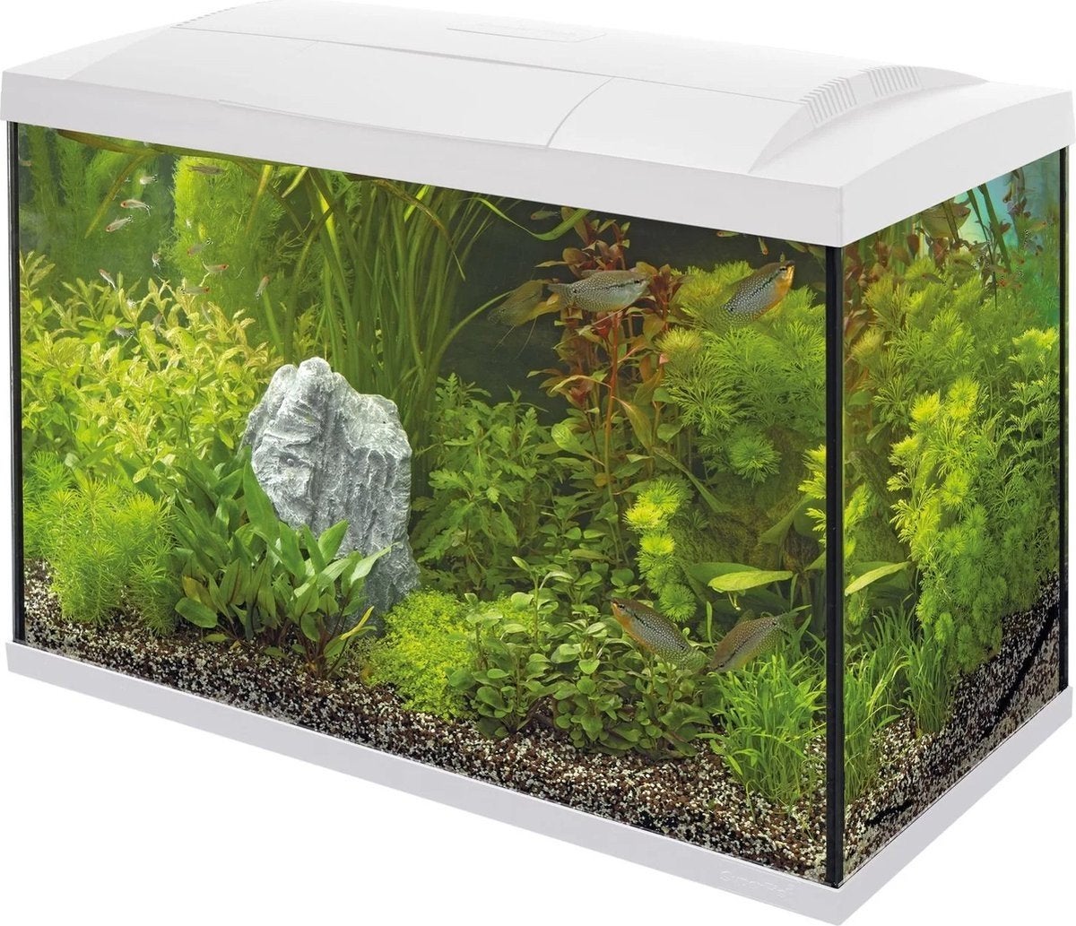 Aquarium 70L inclusief meerval te koop, Ophalen, Inclusief toebehoren, Gebruikt