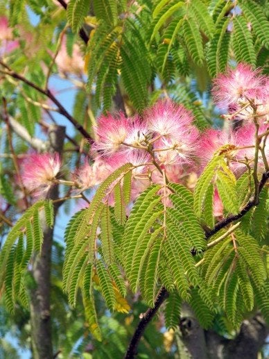 BOOM Albizia julibrissin Perzische slaapboom rood exotisch, Overige soorten, Volle zon, Vaste plant, Verzenden