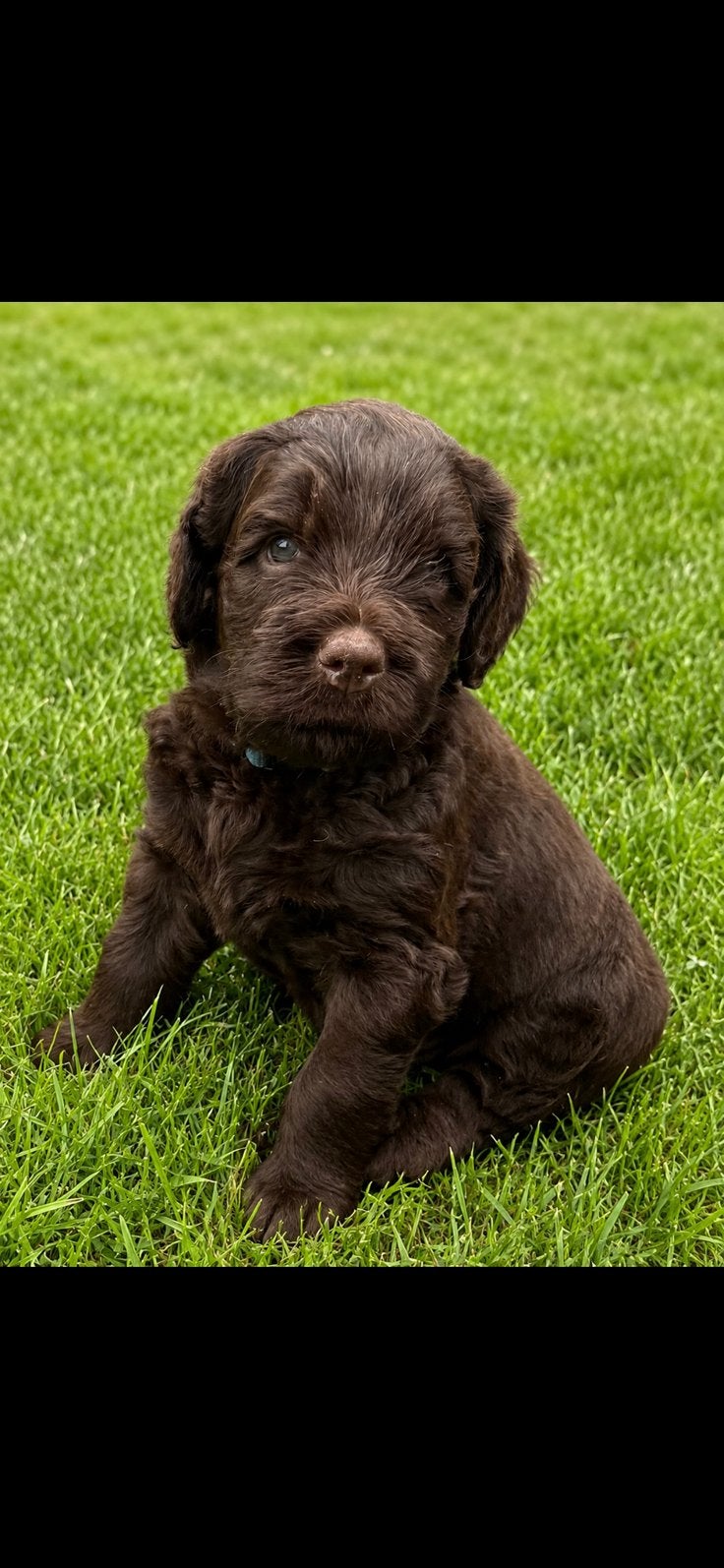 3 Chocolade medium labradoodle pups met Australian bloed, Dieren en Toebehoren, Honden | Retrievers, Spaniëls en Waterhonden, Overige rassen