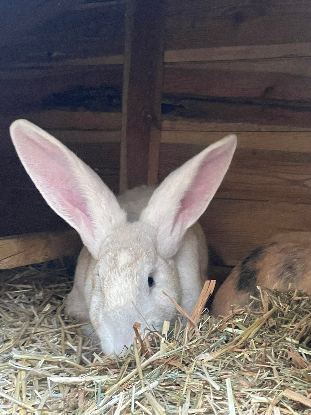 Vlaamse reus en japans konijn zoeken liefdevol huis, Meerdere dieren, Groot, 0 tot 2 jaar