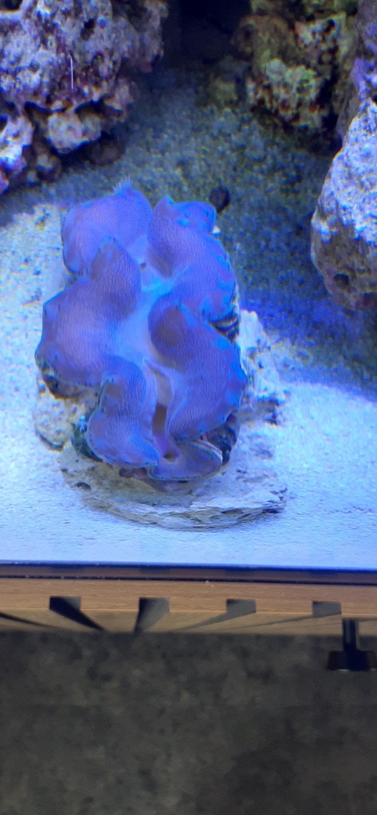 Doopvontschelp voor zeeaquarium, Dieren en Toebehoren, Vissen | Aquariumvissen, Vis