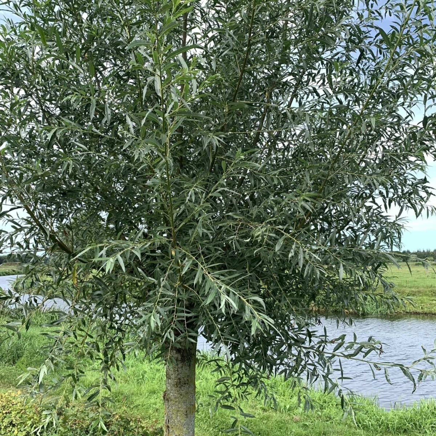 knotwilg, dikke takken gezocht, Ophalen, Volle zon, Overige soorten, 100 tot 250 cm