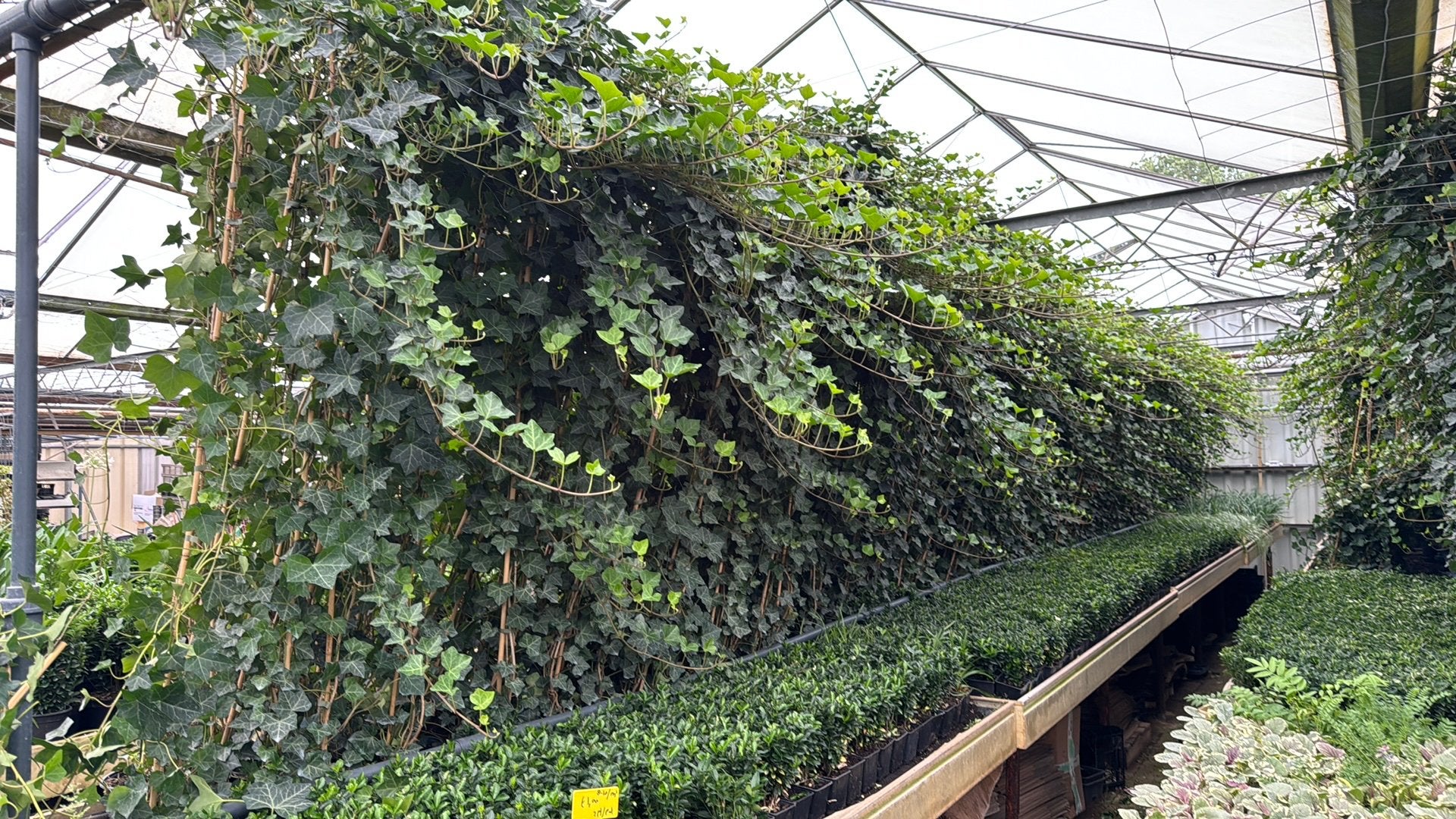 Hedera Hibernica klimop 20/40 t/m 250/300 cm, Ophalen, Overige soorten, 100 tot 250 cm