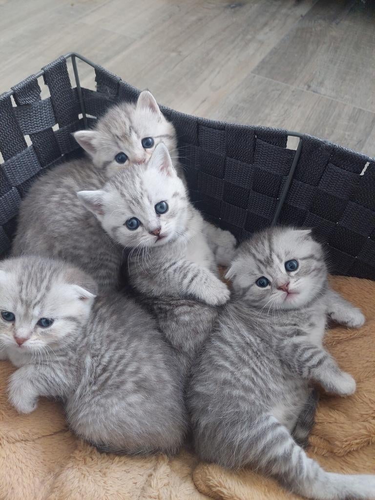 Kittens geboren op 13 april 2026 zoeken nieuw baasjes, Meerdere dieren
