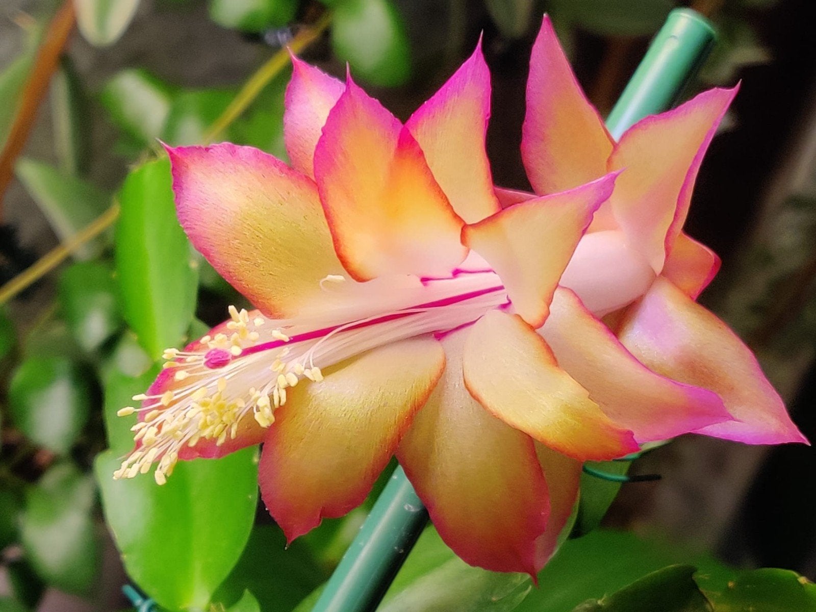Schlumbergera reginae 'Brightlingsea' stek ongeworteld, Verzenden, Halfschaduw, Minder dan 100 cm