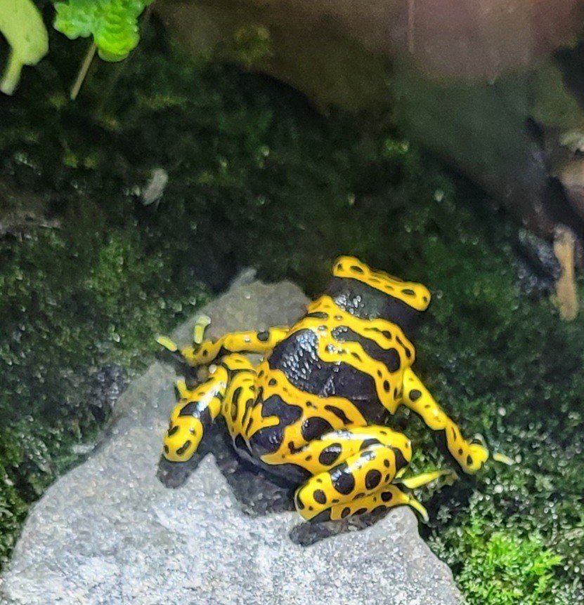 Dendrobates leucomelas fine spot, Dieren en Toebehoren