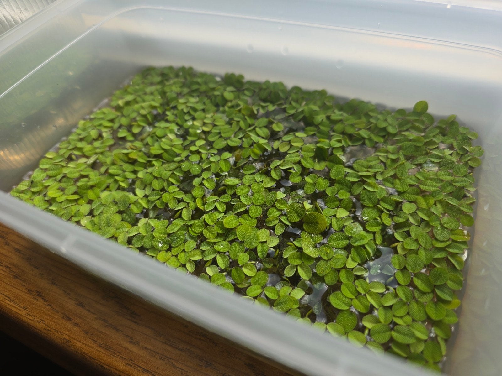 Moerings Salvinia Natans | Vlotvaren Drijfplant, Vis