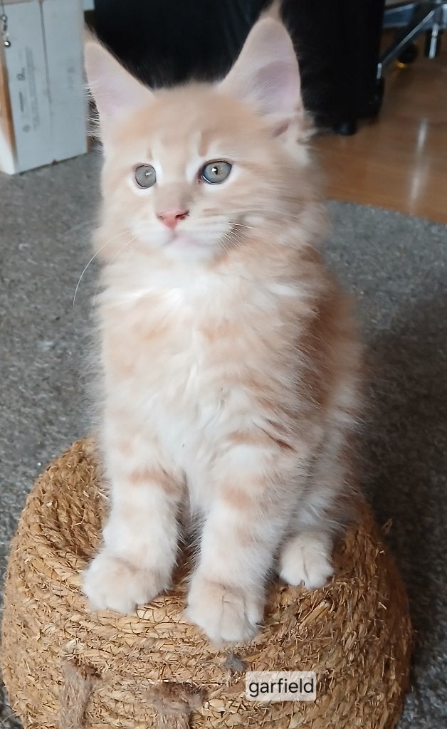 Maine coon Kittens  💖, Meerdere dieren, Ontwormd, 0 tot 2 jaar