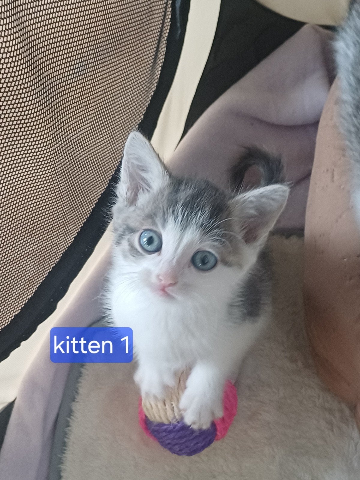 Europese korthaar kittens, Kater