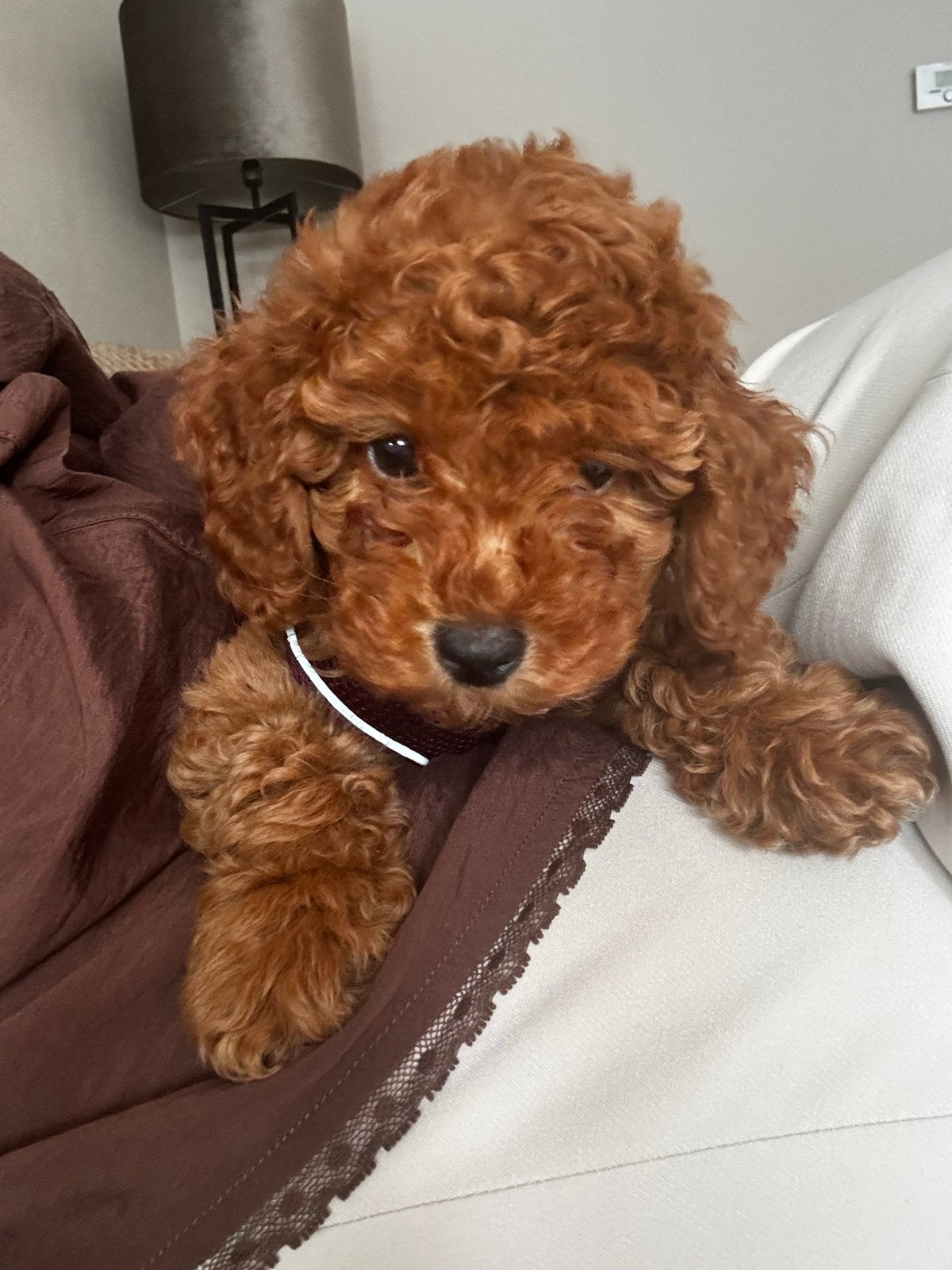 Toypoedel pup Teefje, Dieren en Toebehoren, Honden | Poolhonden, Keeshonden en Oertypen, Parvo, Overige rassen, 8 tot 15 weken