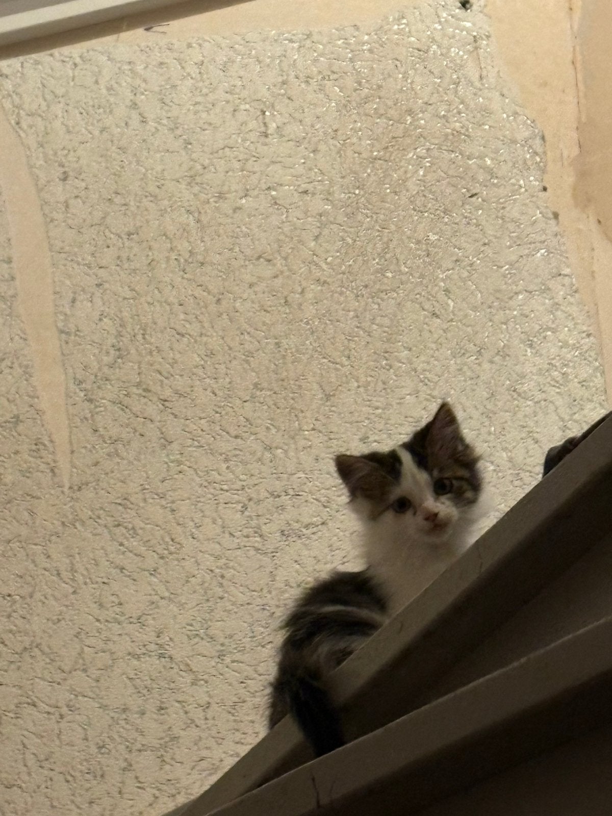 Laatste mainecoon kitten / turkse angora, Dieren en Toebehoren, Meerdere dieren, Ontwormd, 0 tot 2 jaar