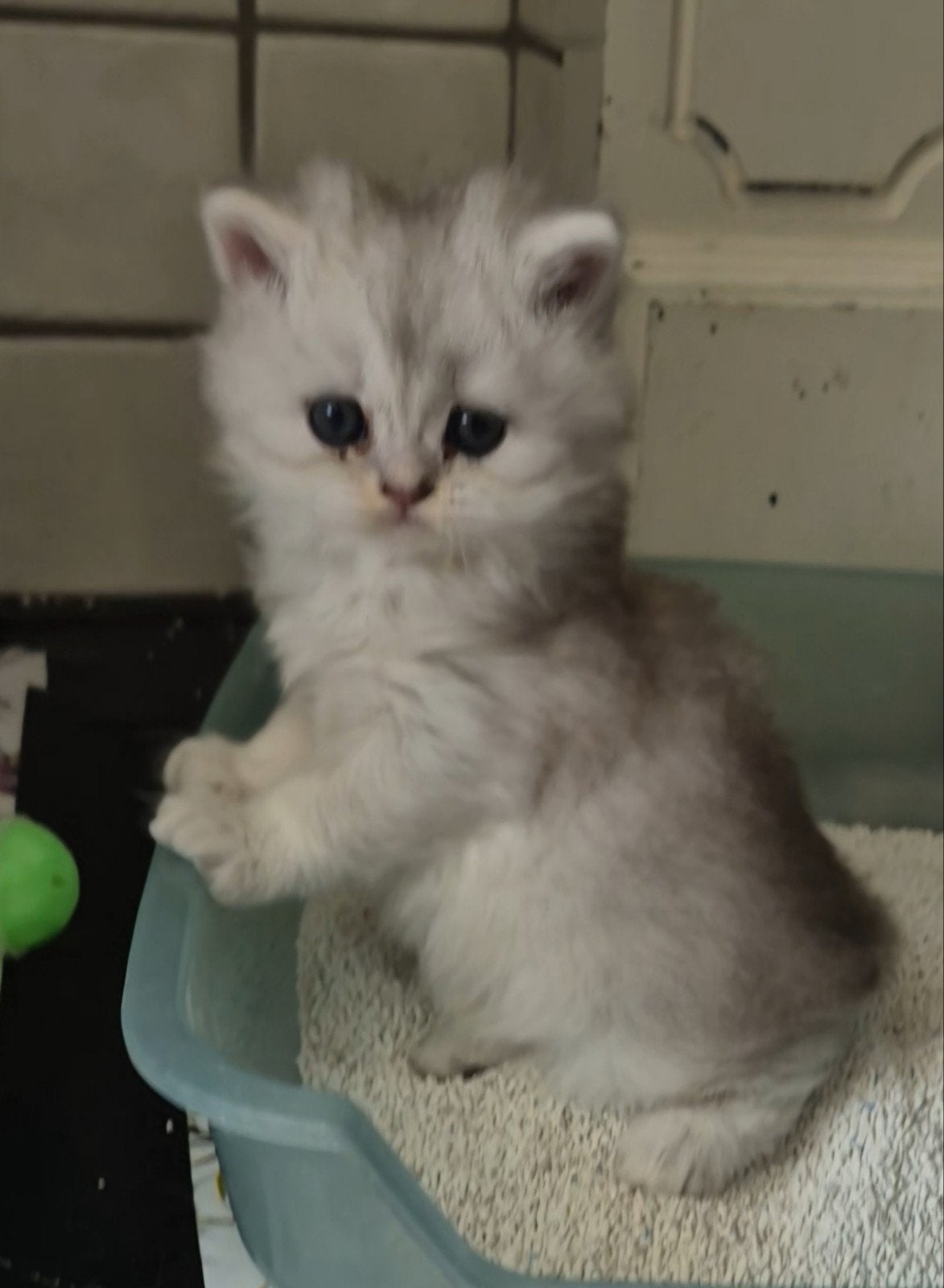 langharige kittens, Dieren en Toebehoren, Katten en Kittens | Raskatten | Langhaar, Meerdere dieren