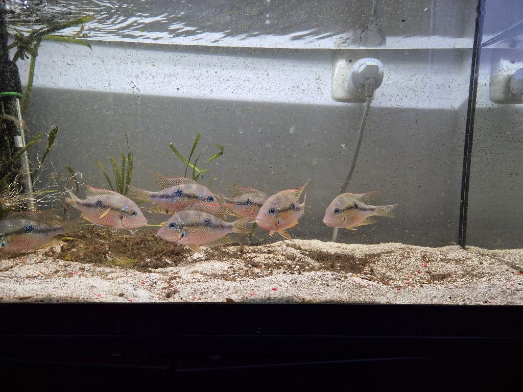 Cichliden 7 stuks, Dieren en Toebehoren, Vis, Zoetwatervis, Schoolvis