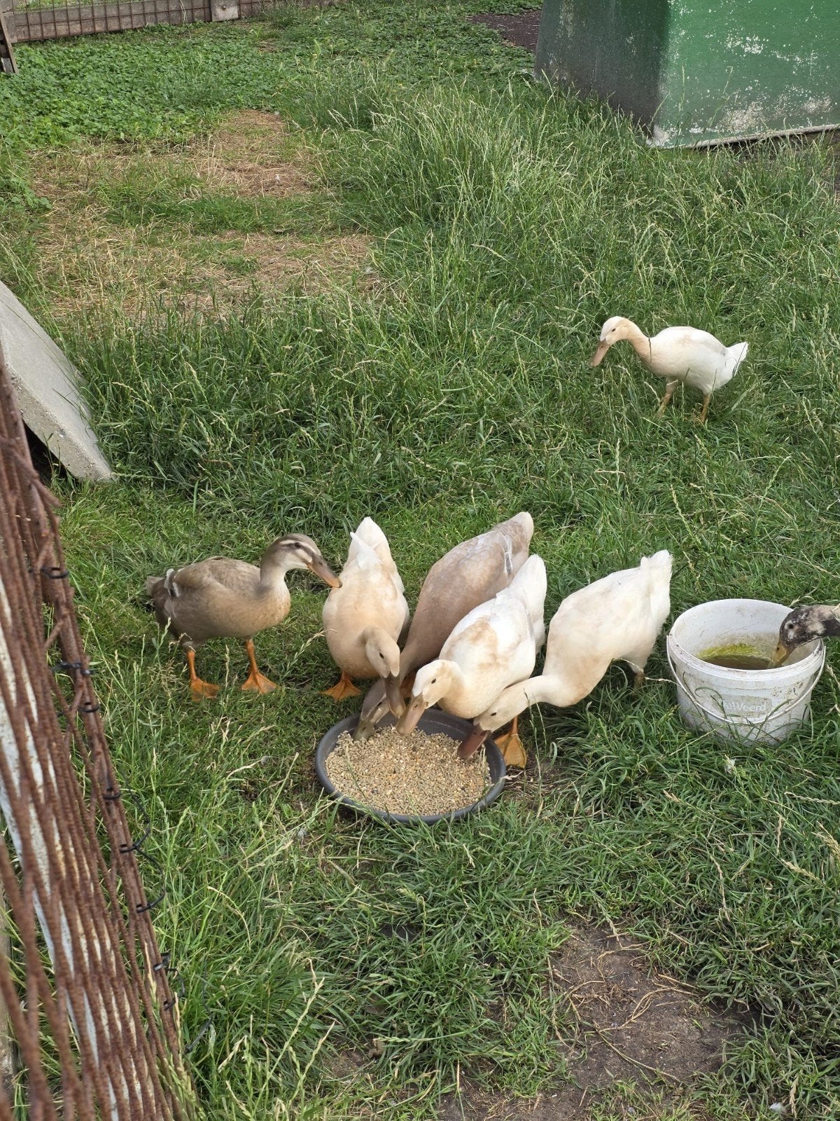 Loopeenden, Dieren en Toebehoren, Meerdere dieren, Eend
