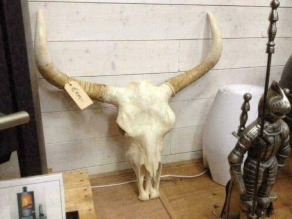 Foto 20 van Buffelschedels , Skulls , Longhorn , hoorns , bison schedels