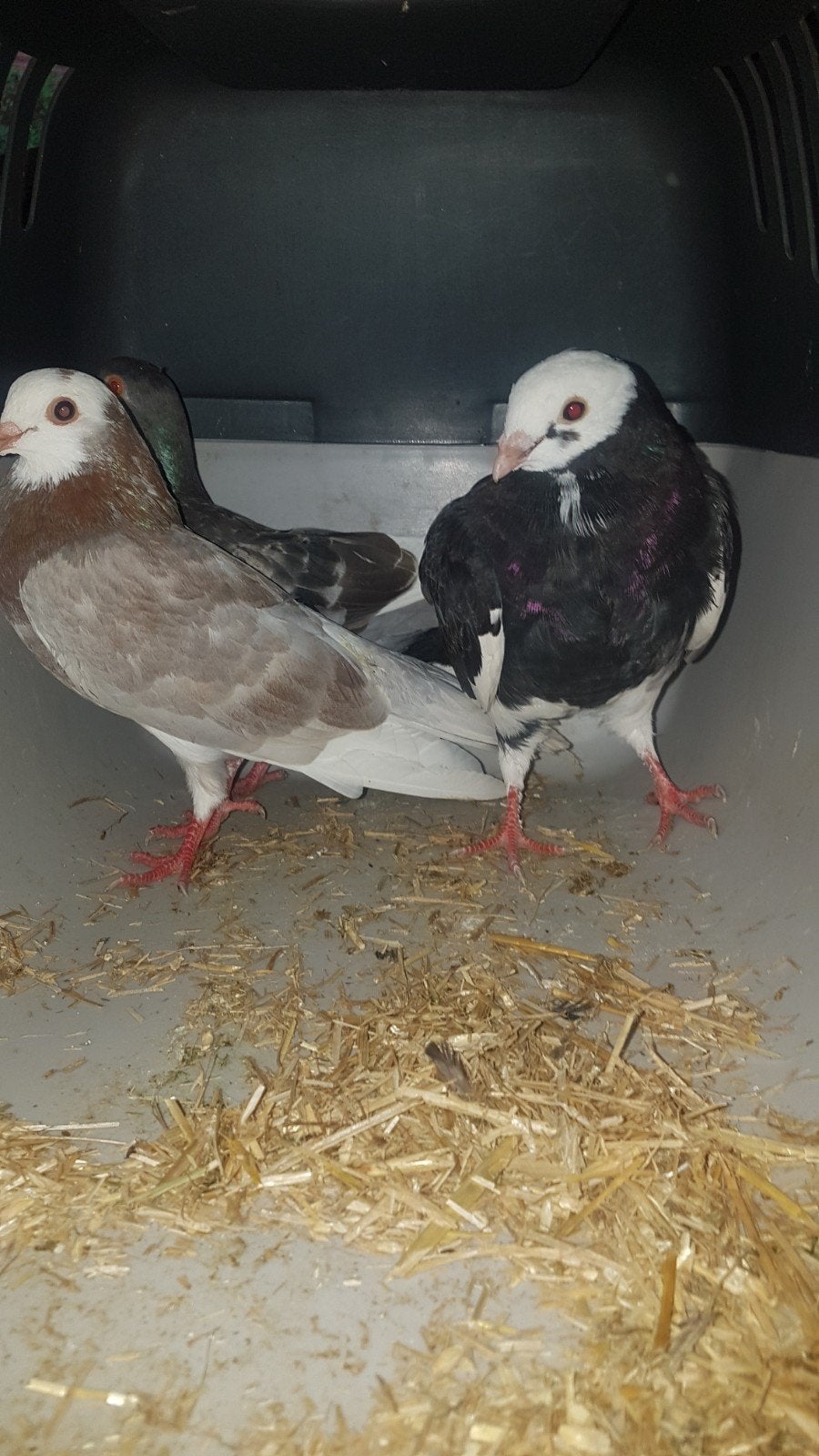Bonte rollers en een kruising., Dieren en Toebehoren, Meerdere dieren, Tuimelaar of Roller