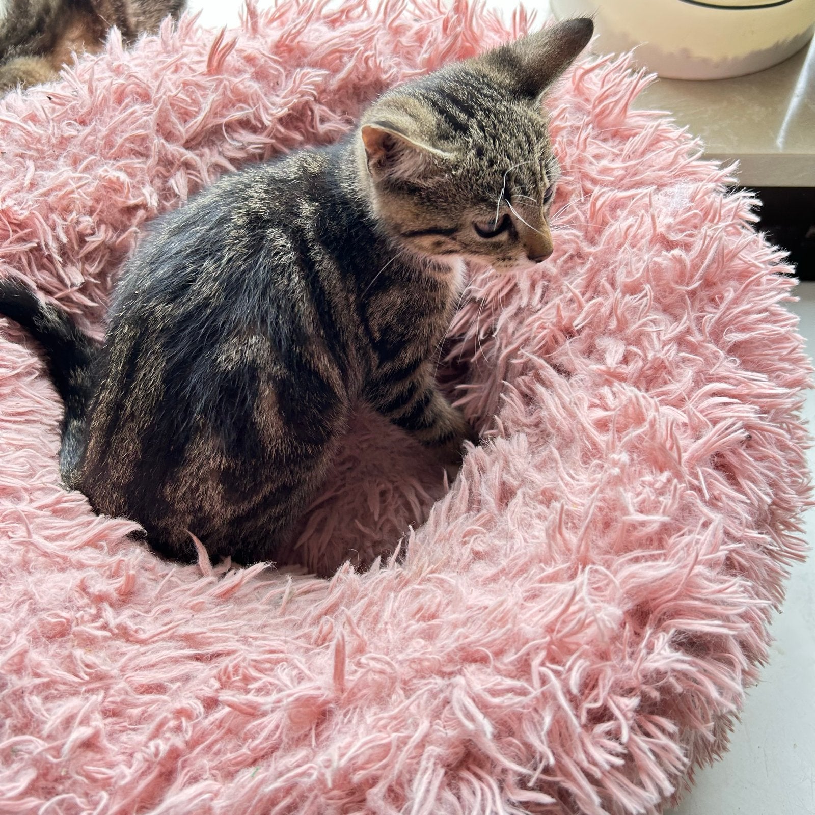 Prachtige boerderij kittens!, Meerdere dieren