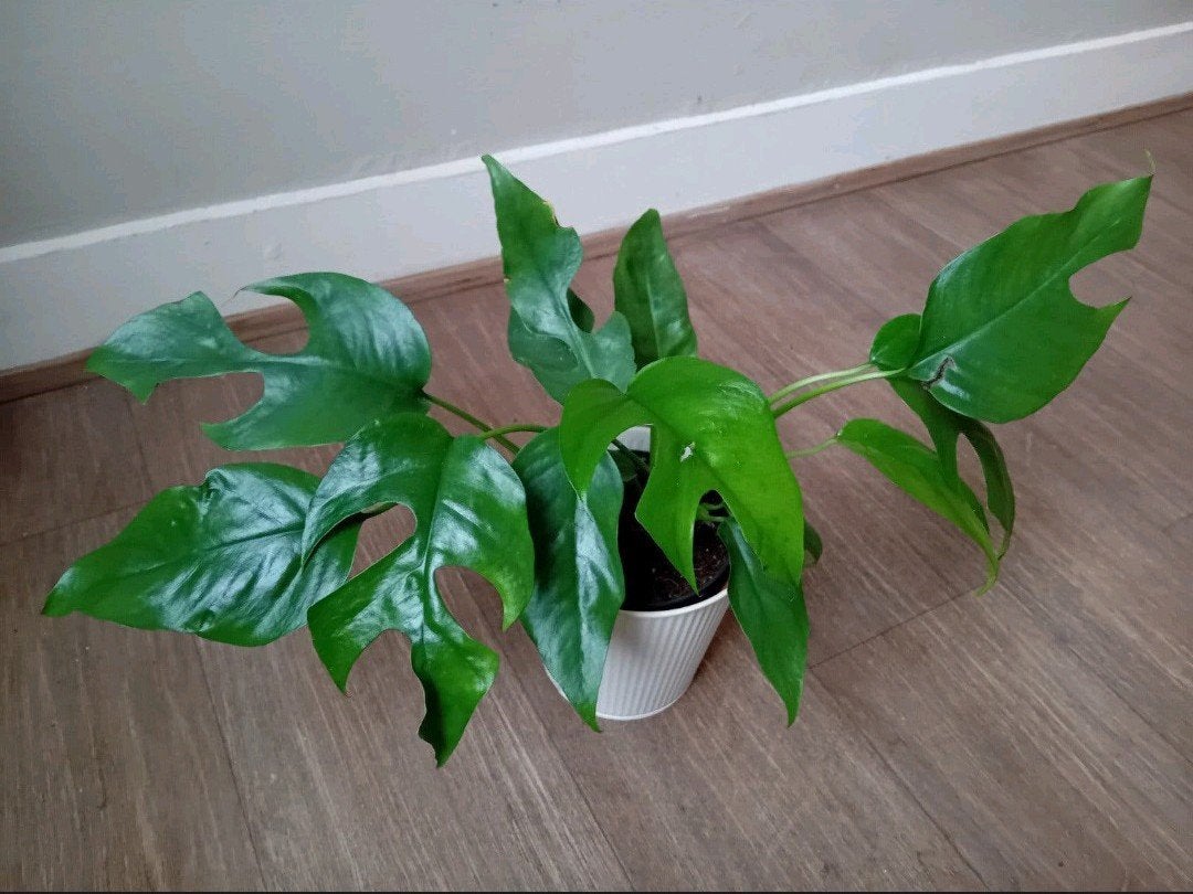 kamerplant 30cm monstera minima, Huis en Inrichting, Ophalen, Overige soorten, Halfschaduw, In pot