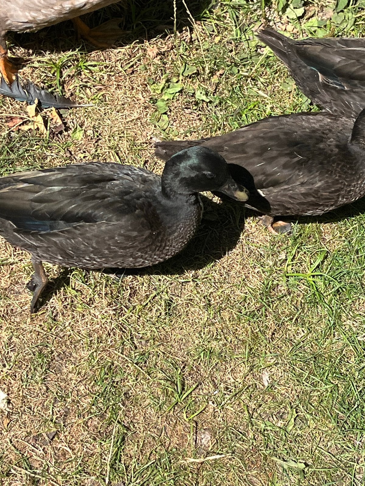 Kwaker, Dieren en Toebehoren, Mannelijk