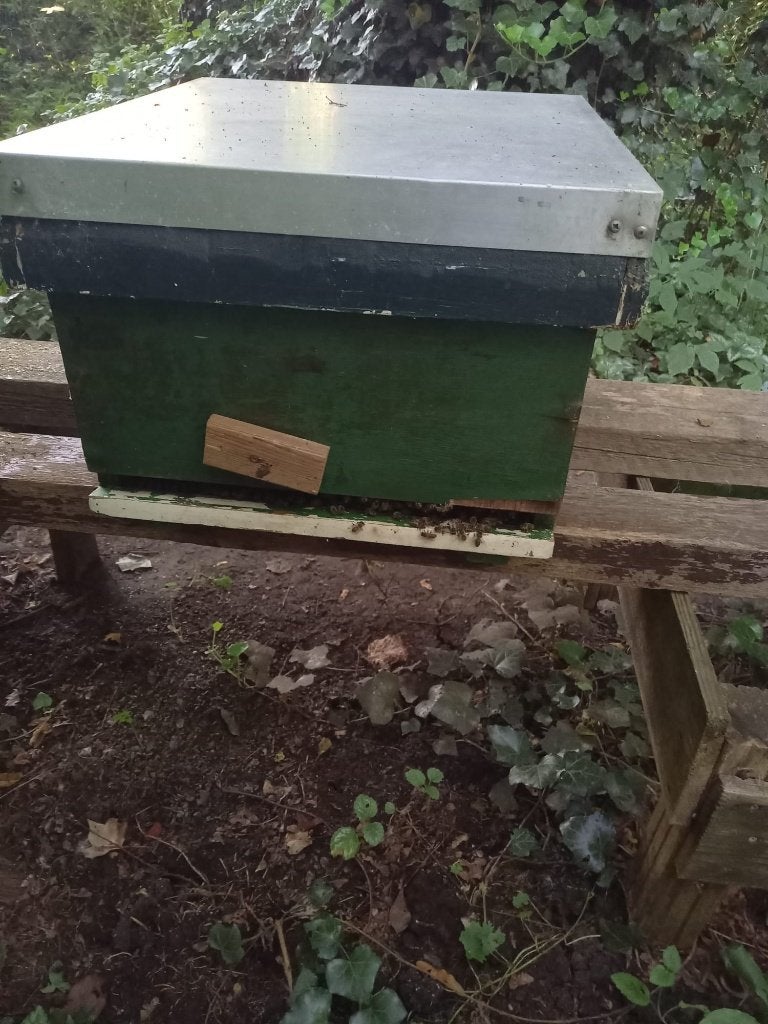 Bijenvolk op 10 ramen, Dieren en Toebehoren, Insecten en Spinnen, Bijen