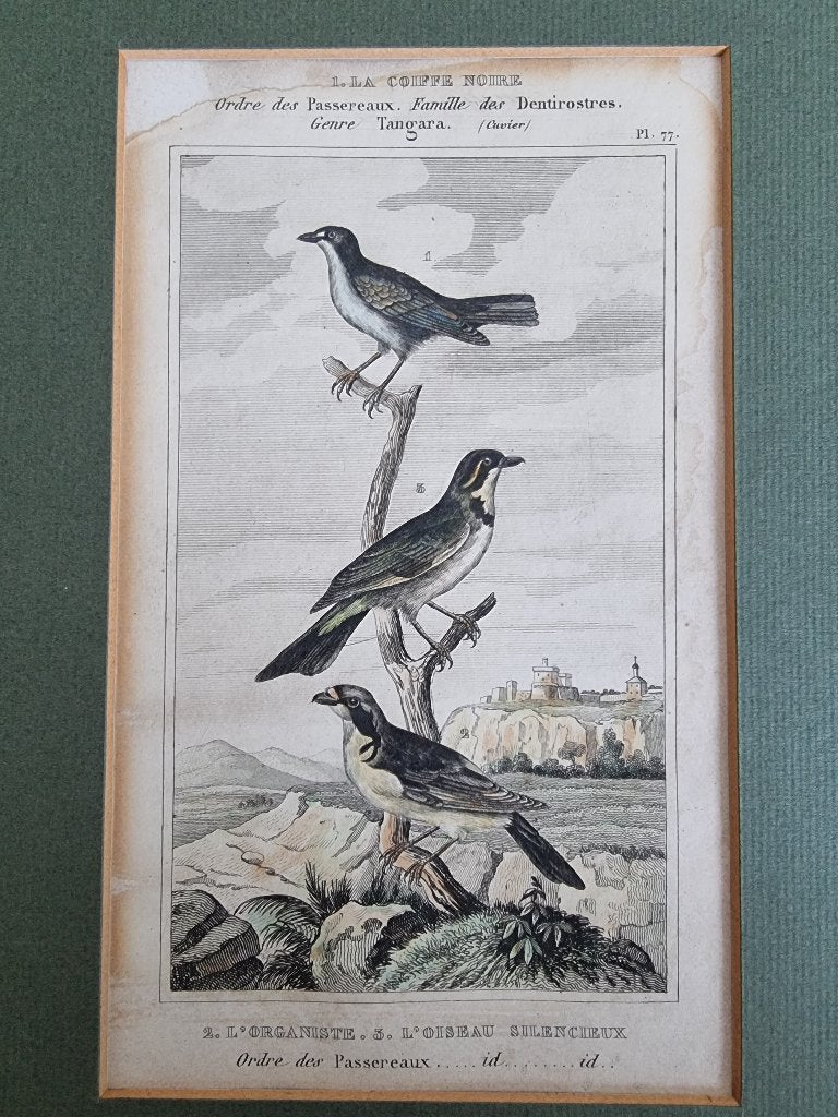 19e-eeuwse ornithologische prent ## prijs verlaagd ##, Ophalen of Verzenden