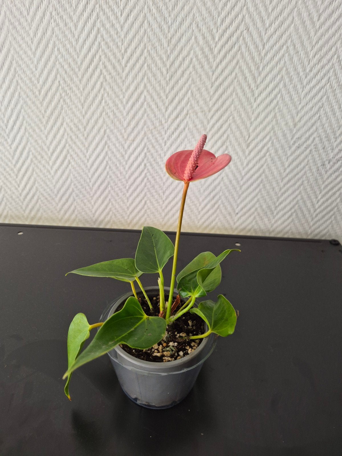 Prachtige Anthurium plant - Ideaal voor binnen!, Tuin en Terras, Overige soorten, Vaste plant, Ophalen of Verzenden, Bloeit niet