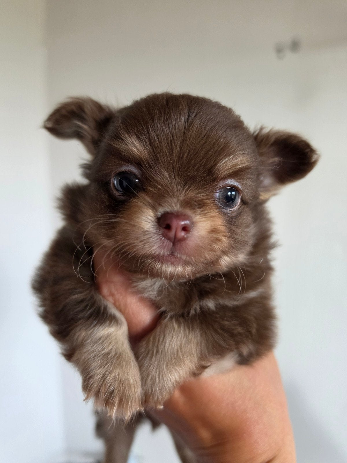 Raszuivere chihuahua pups , nog 1 beschikbaar, Reu, 8 tot 15 weken, Parvo, Meerdere