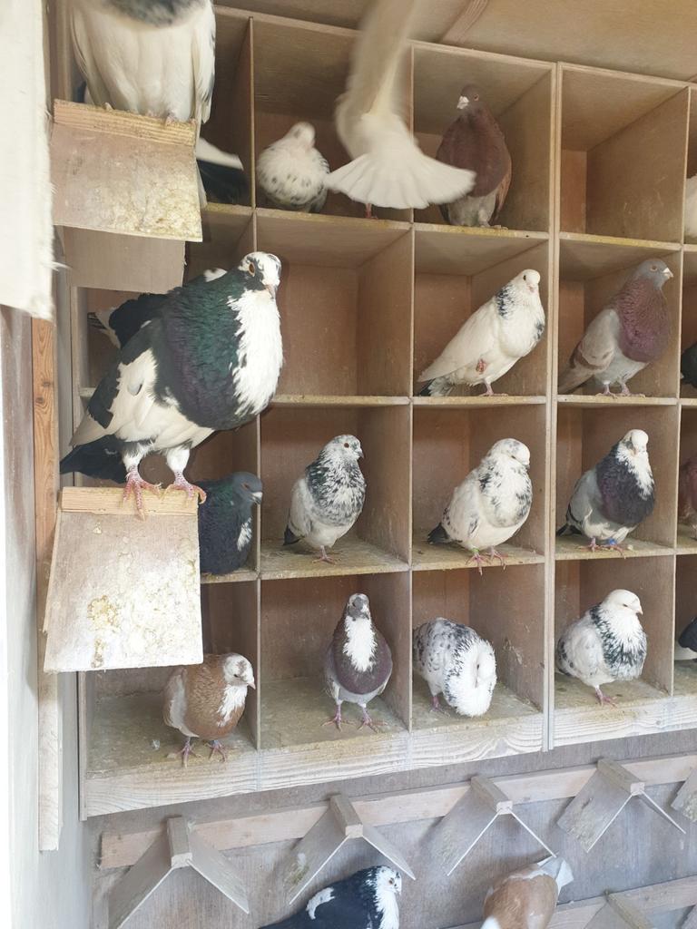 HAAGSE TILDUIVEN KROPPERS DOFFERS 2 STUKS, Dieren en Toebehoren, Mannelijk, Kropper