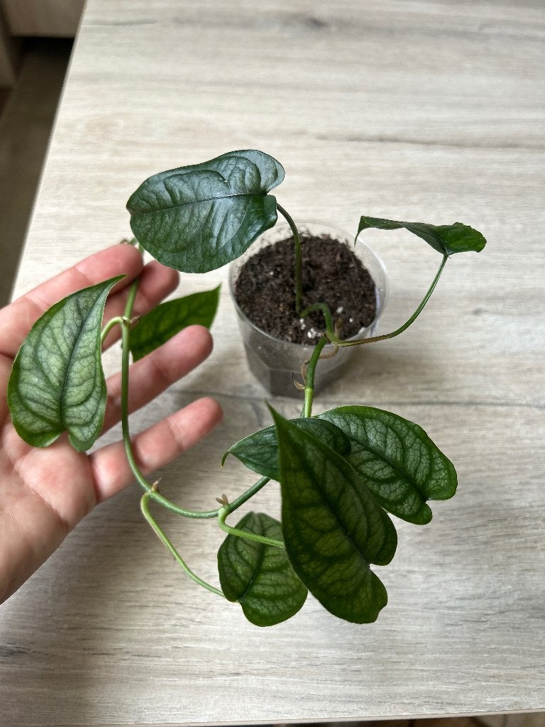Monstera Siltepecana, Ophalen of Verzenden, Overige soorten, Halfschaduw