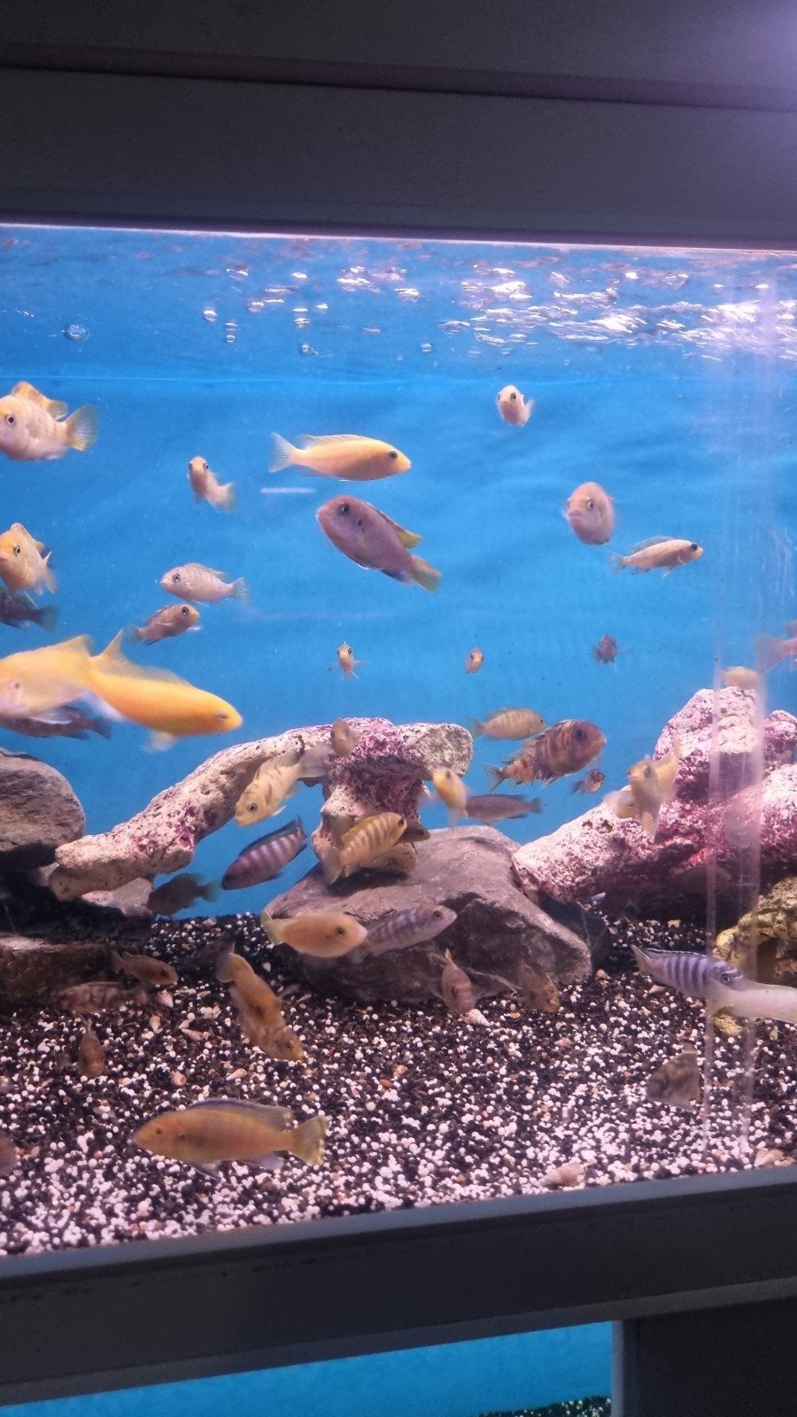 Jonge malawi cichliden mix, Dieren en Toebehoren, Vissen | Aquariumvissen, Vis, Zoetwatervis, Schoolvis