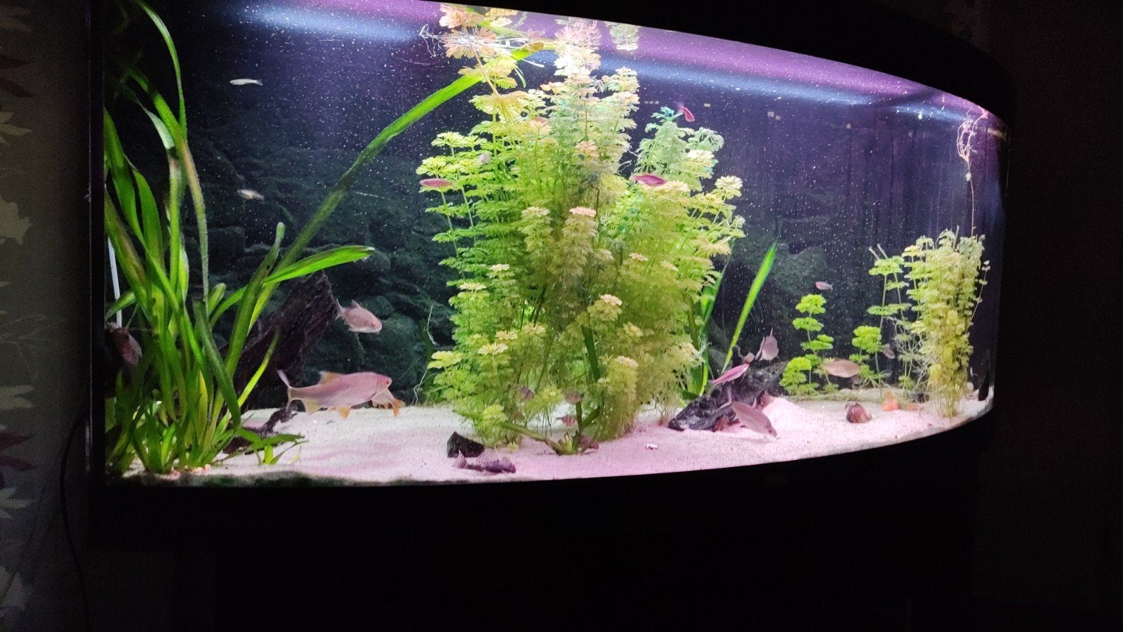 Juwel Vision 450 – 450 liter – LED – pomp – 3D achterwand, Ophalen, Gebruikt, Inclusief deksel, Leeg aquarium