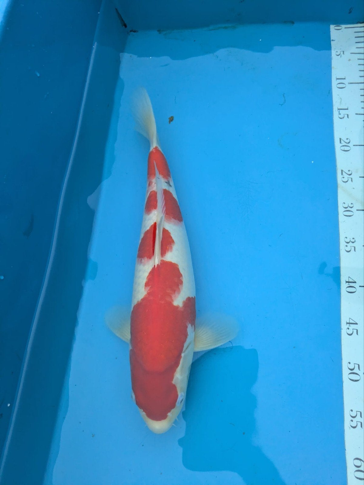 Koi Sanke, Karper of Koi