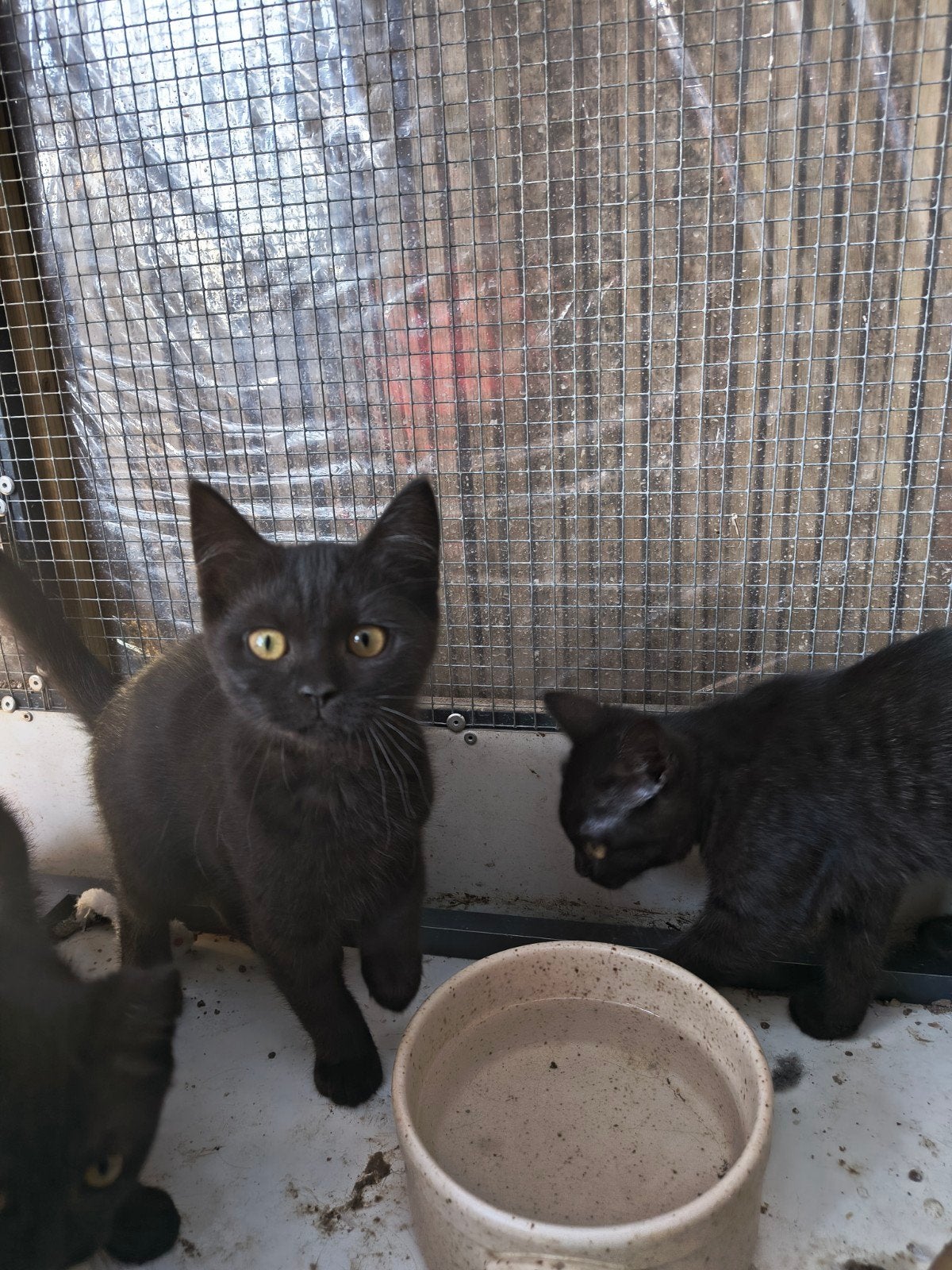 Britse korthaar kittens., Dieren en Toebehoren, Meerdere dieren, Ontwormd, 0 tot 2 jaar