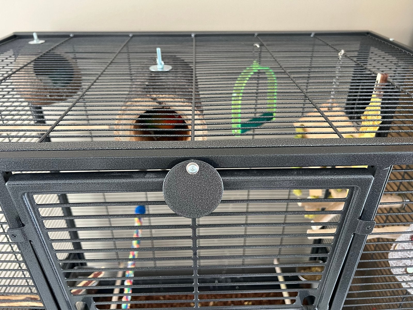Love birds agaporis inclusief kooi, Meerdere dieren